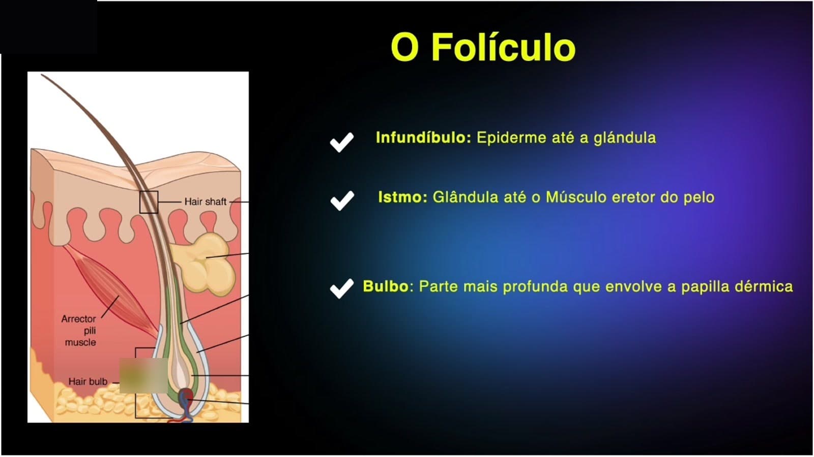 Slide da aula: diagrama do folículo piloso